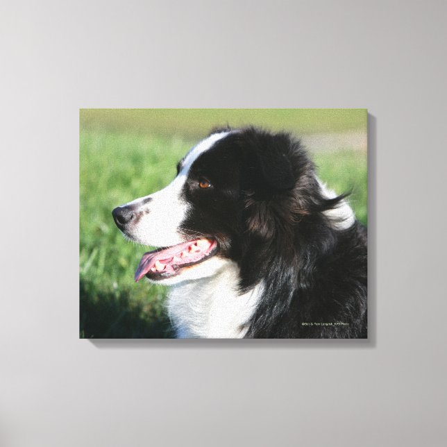 Lienzo Collie Puppy borde Abajo (Anverso)