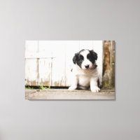 Collie Puppy de borde