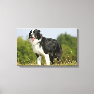 Lienzo Colocación del jadeo del border collie