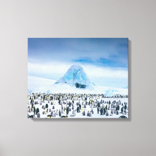 Lienzo Colonia Emperador Pingüino (Anverso)