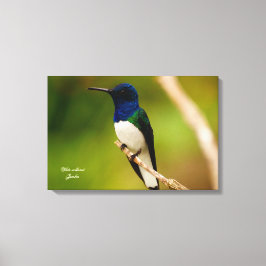 Lienzo Color de la plantilla