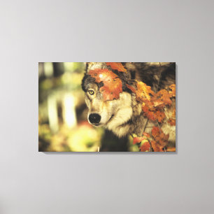 Lienzo Color del otoño del lobo (lupus de Canis) el  