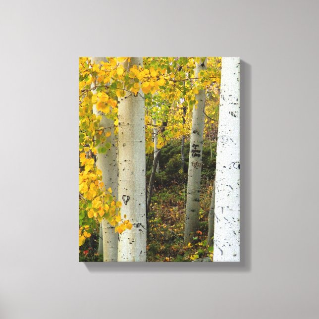 Lienzo Colorado Aspens Designer Wraped Canvas (Anverso)