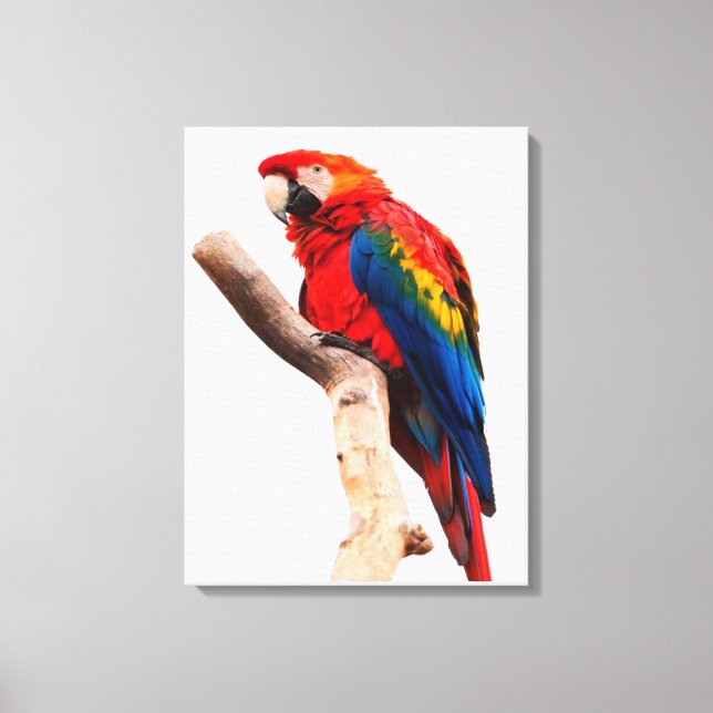 Lienzo Colored Parrot (Anverso)
