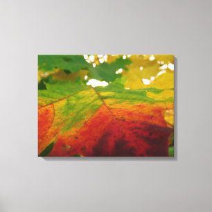 Lienzo Colores de la hoja de arce Fotografía de la natura