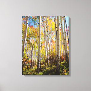 Lienzo Colores de otoño de árboles de Aspen 5