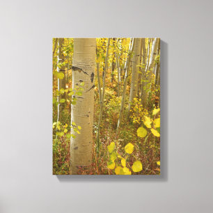 Lienzo Colores de otoño en los álamos de Colorado