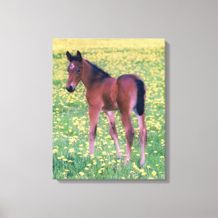 Lienzo Colt en el campo de Dandelion