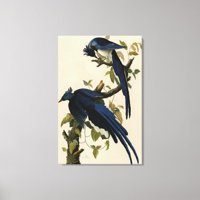 Lienzo Columbia Jay de Audubon's Birds of America (Anverso)