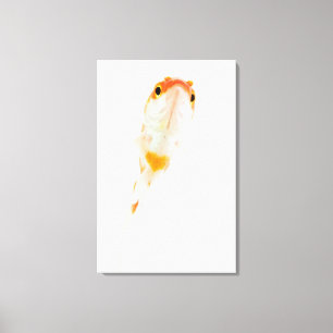 Lienzo Cometa/goldfish Cometa-atado