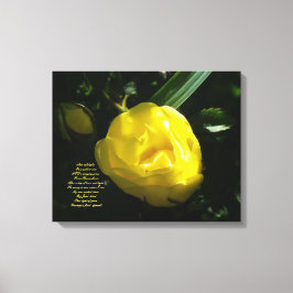 Lienzo Como luz suave en una rosa amarilla