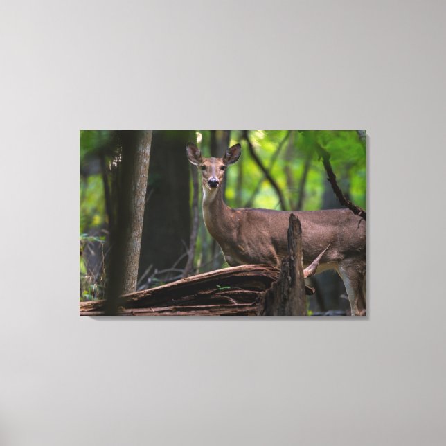 Lienzo Comprobando (Anverso)