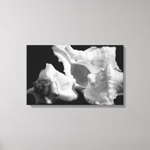 Lienzo Conch en tela enrollada en blanco y negro