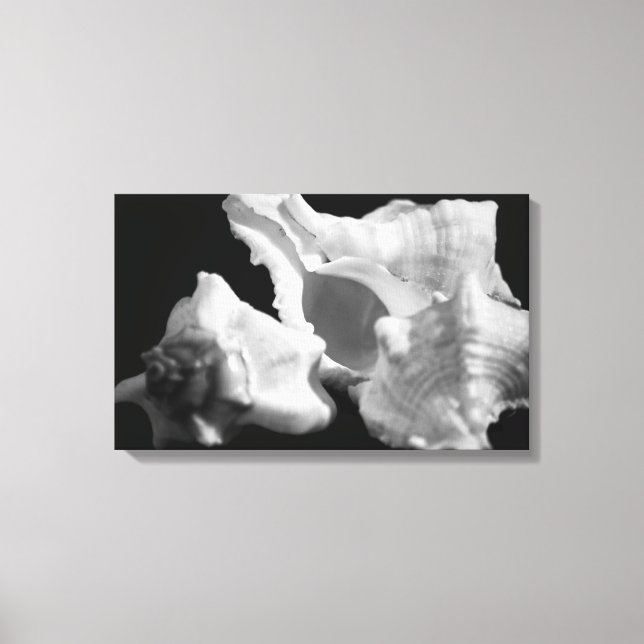 Lienzo Conch en tela enrollada en blanco y negro (Anverso)