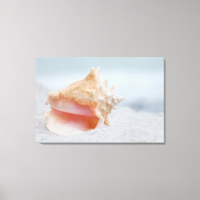 Lienzo Conch Shell (Anverso)