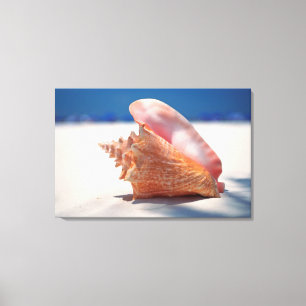 Lienzo Conch Shell En La Playa 2