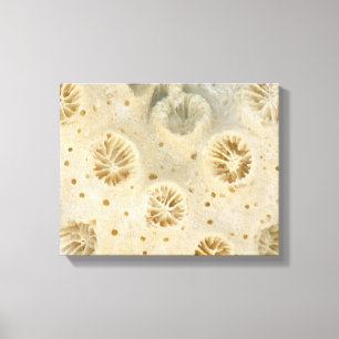 Lienzo Concha - Conquiliología - Coral