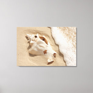 Lienzo Concha De Mar En La Playa Isla Gran Turca del Ca