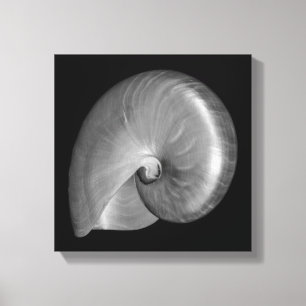 Lienzo Concha de nautilo en blanco y negro