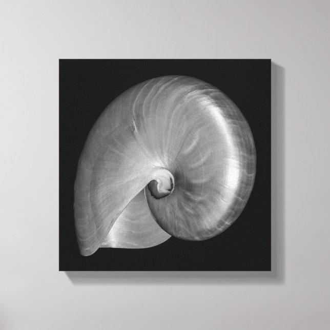Lienzo Concha de nautilo en blanco y negro (Anverso)