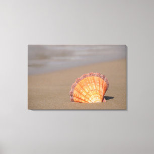 Lienzo Concha de peregrino el Shell  Creta, Grecia