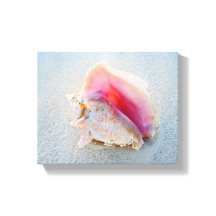 Concha de Queen Conch en la playa de Bahamas