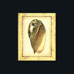 Lienzo Concha Rustica Vintage<br><div class="desc">Este trabajo de Vision Studio captura algunos de los mejores de la vida marina. Obtén esta pieza rústica de arte de esta concha de la Concha. Lleva el océano contigo a donde vayas.</div>