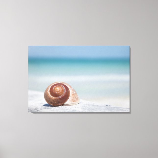 Lienzo Concha | San Petersburgo, Florida (Anverso)