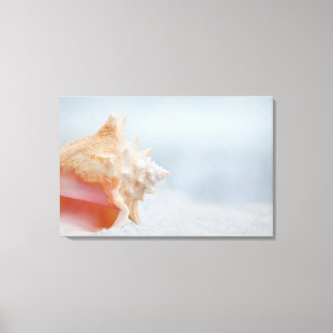 Lienzo Concha Shell el   la Florida