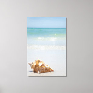 Lienzo Concha Shell en la playa el   la Florida, St