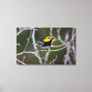 Lienzo Condado de Kinney, Texas. Warbler de mejillas dora