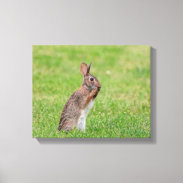 Lienzo Conejo 14x11 parado en el césped y con aspecto tím (Anverso)
