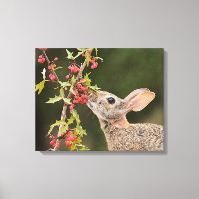 Lienzo Conejo de Cottontail Oriental | Sur de Texas (Anverso)