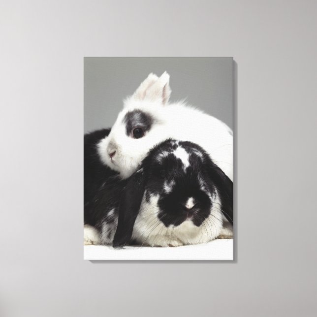 Lienzo Conejo de orejas enanas inclinado sobre orejas (Anverso)