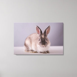 Lienzo conejo, fondo simple, animal, tabla blanca,