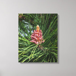 Lienzo Cono de polen de pino rojo (Pinus resinosa)