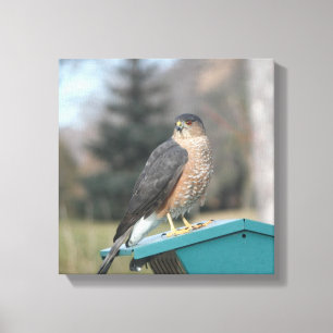 Lienzo Coopers Hawk