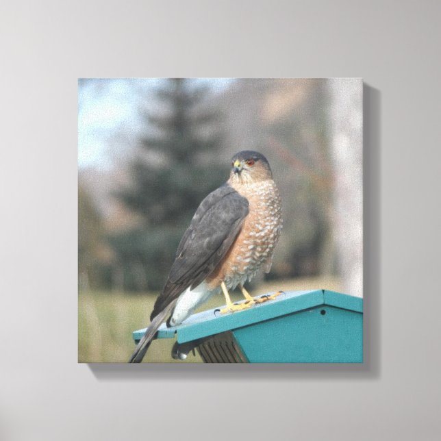 Lienzo Coopers Hawk (Anverso)