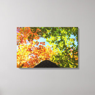Lienzo Copas coloridas del arce