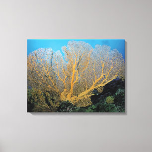Lienzo Coral de Gorgonian