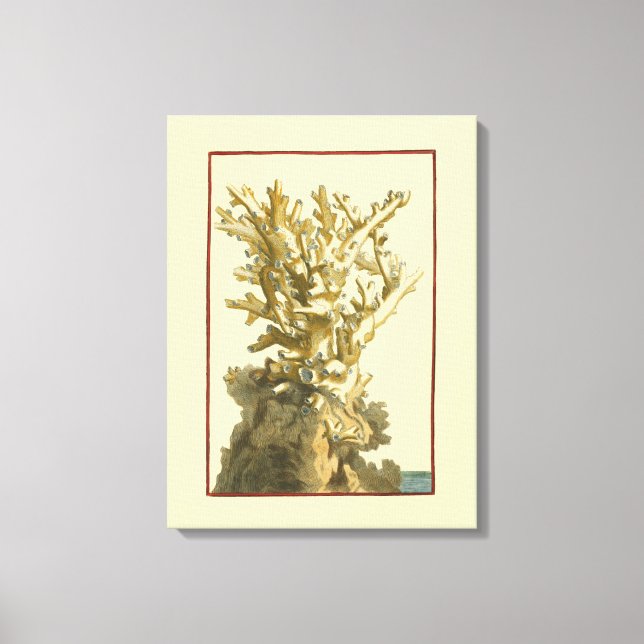 Lienzo Coral junto al mar (Anverso)