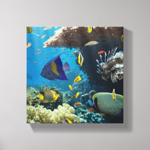 Lienzo Coral y pescados en el Mar Rojo, Egipto