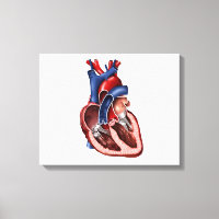 Corazón Humano