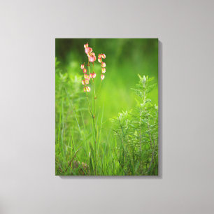 Lienzo Corazones de papel (Rumex Woodii), Ukhahlamba 2