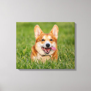 Lienzo Corgi lindo jugando en la hierba