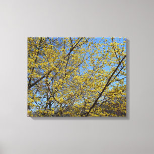 Lienzo Cornelian Cherry Dogwood y Blue Sky Floral