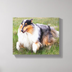 Lienzo Corriendo Blue Merle Collie