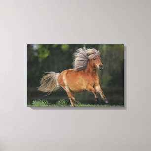 Lienzo Corriendo en miniatura caballos