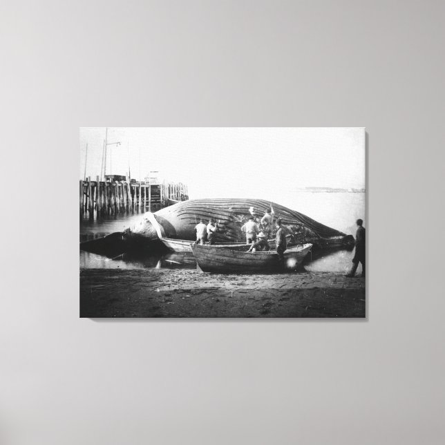 Lienzo Cortando una ballena azul en Alaska. Fotografía (Anverso)