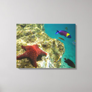 Lienzo Cortez Rainbow Wrasse macho y hembra y mar